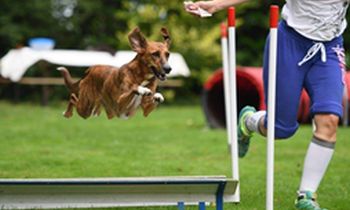 Agility toestellen breedtesprong