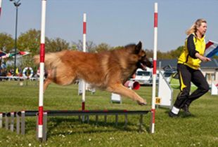 Agility toestellen breedtesprong