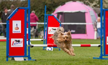 Agility Toestellen Enkelsprong