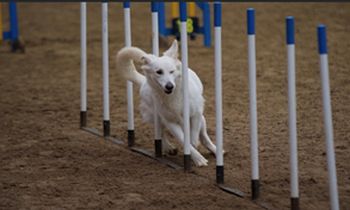 Agility toestellen Slalom