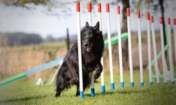 Agility toestellen slalom