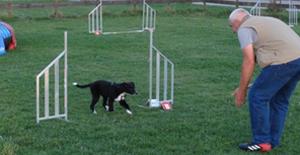 Hond Agility 1